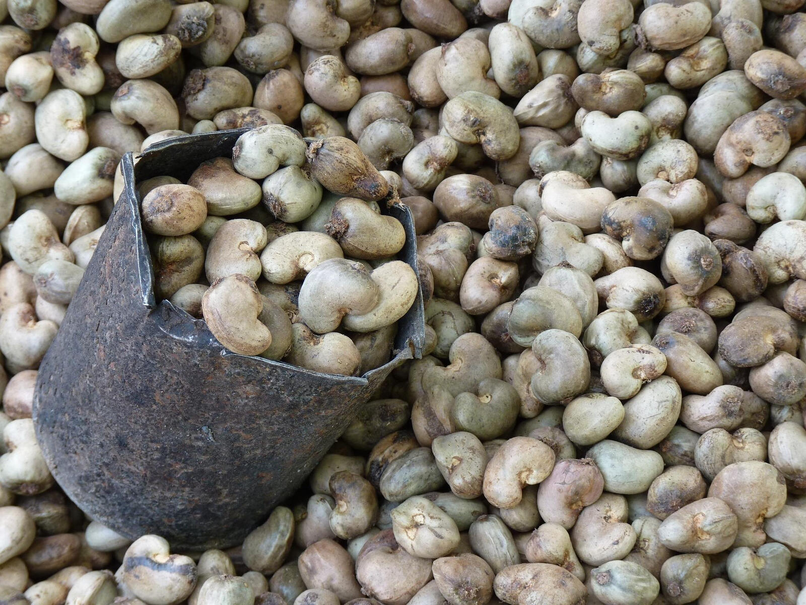 Cashew Nuts Raw Cashew Nut (RCN) Processed Cashew Kernel FOB Mtwara or FOB Dar es Salaam