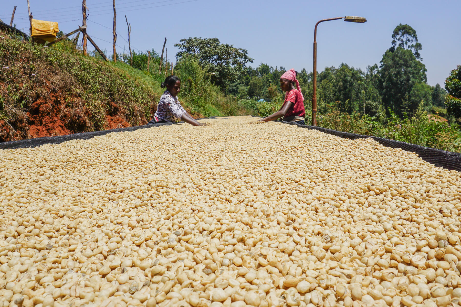 Coffee Green Coffee Beans Arabica & Robusta Licensed Direct Export
