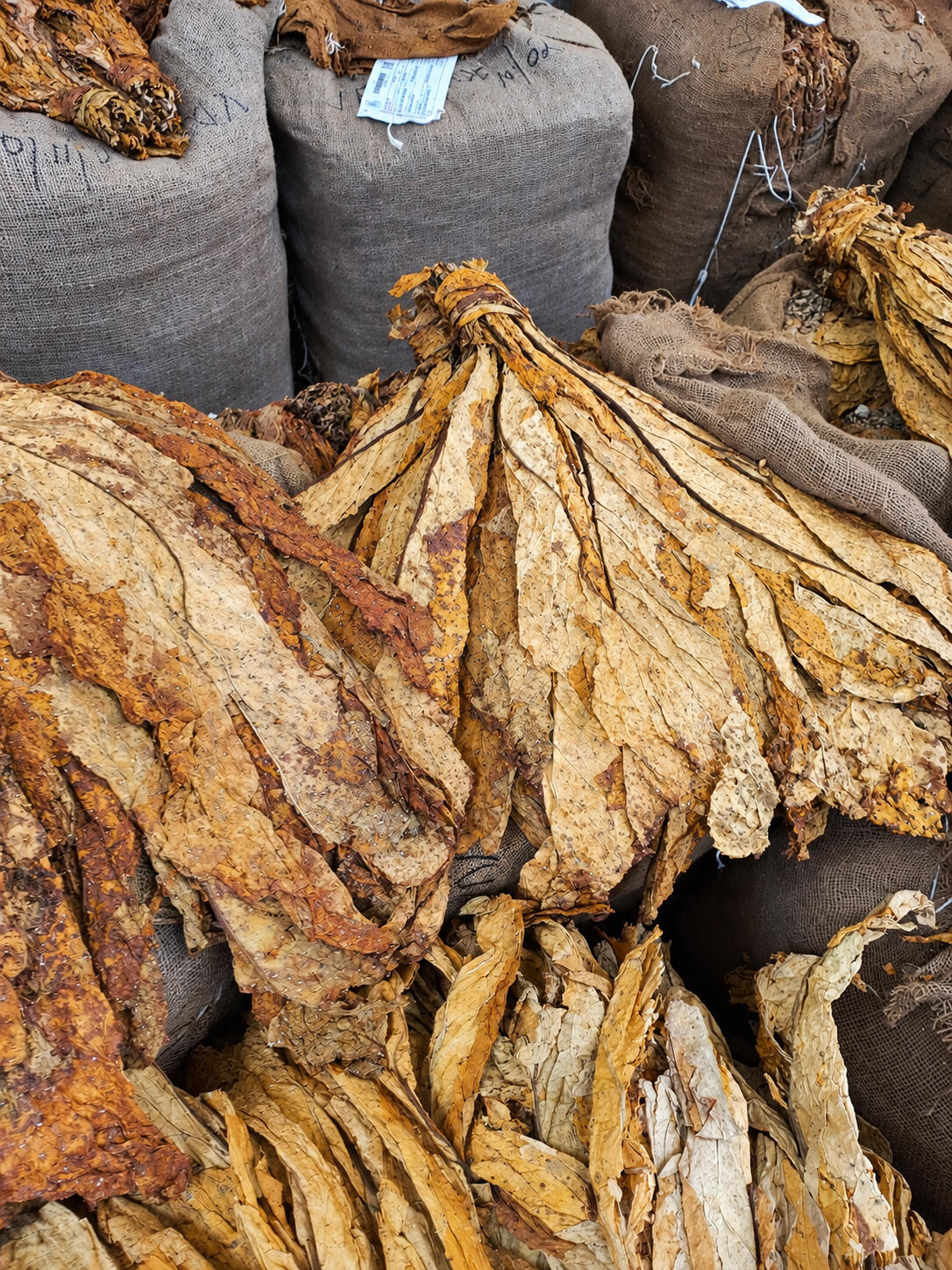 Whole / Loose Leaf Whole or loose leaf supplied for buyers requiring tobacco in leaf form, thus green or unprocessed tobacco leaves of different grades. Packing: Hessian cloths. Net weight: 80 kg NB:Subject to approval